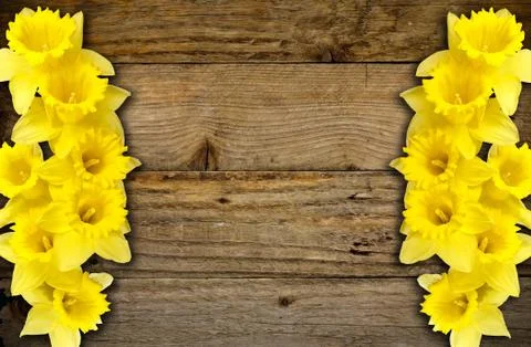 Spring daffodils border or frame background Stock Photos