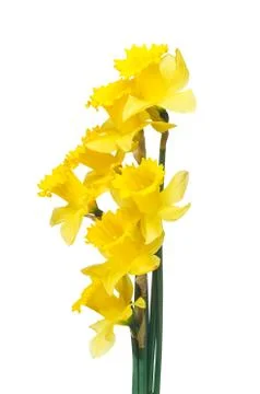 Spring daffodils border or frame background Stock Photos
