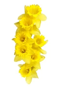 Spring daffodils border or frame background Stock Photos