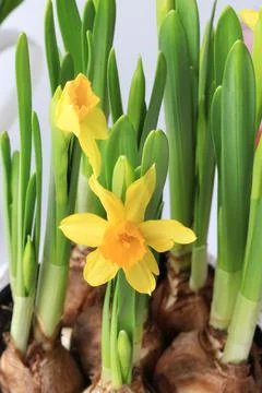 Spring daffodils decoration delicate background selective soft focus Stock Photos