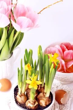 Spring daffodils decoration delicate background selective soft focus Stock Photos