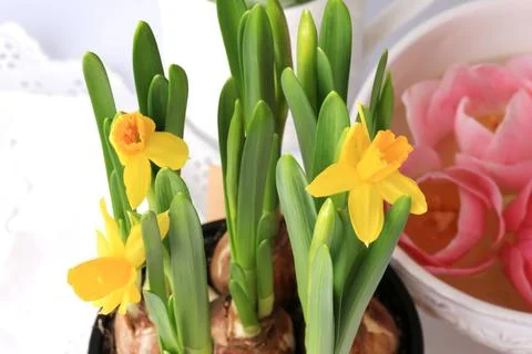 Spring daffodils decoration delicate background selective soft focus Stock Photos