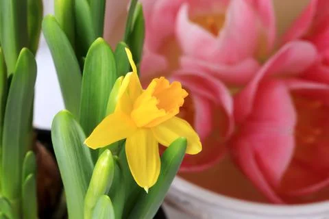 Spring daffodils decoration delicate background selective soft focus Stock Photos