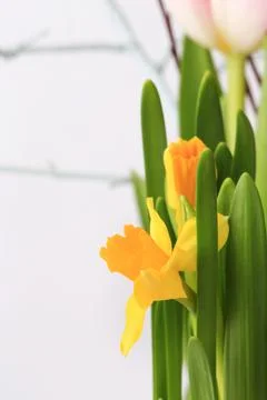 Spring daffodils decoration delicate background selective soft focus Stock Photos