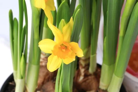 Spring daffodils decoration delicate background selective soft focus Stock Photos