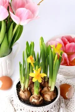 Spring daffodils decoration delicate background selective soft focus Stock Photos