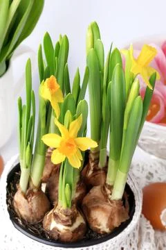Spring daffodils decoration delicate background selective soft focus Stock Photos