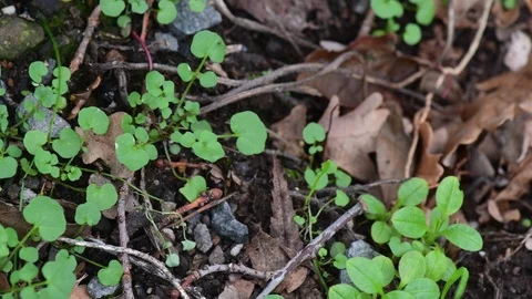 Spring Daffodils Emerge Stock Footage 119821696