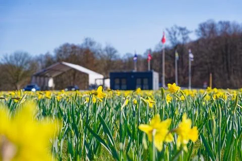 Spring daffodils field at Danish German border checkpoint Krusau with flags.. Stock Photos