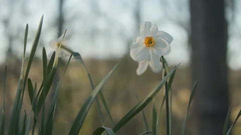 Spring Daffodils Stock Footage 132467434