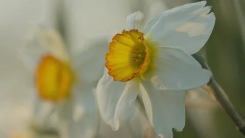 Spring Daffodils Stock Footage 132467546