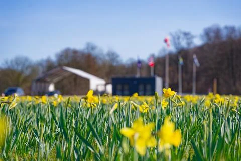 Spring daffodils in foreground at Danish German border checkpoint Krusau wi.. Stock Photos
