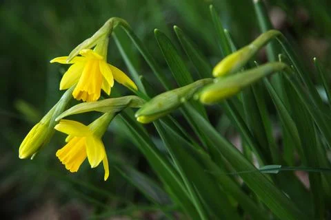 Spring daffodils in garden border Stock Photos