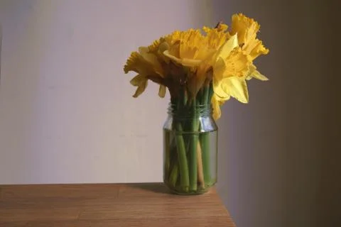 Spring daffodils in a jar Фото