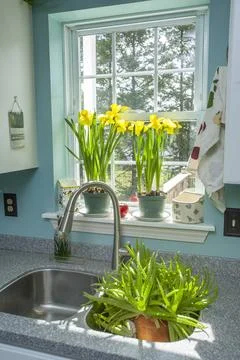 Spring Daffodils in a kitchen window. Fotos de archivo