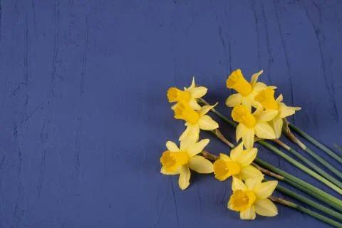 Spring daffodils lie on a table Stock Photos