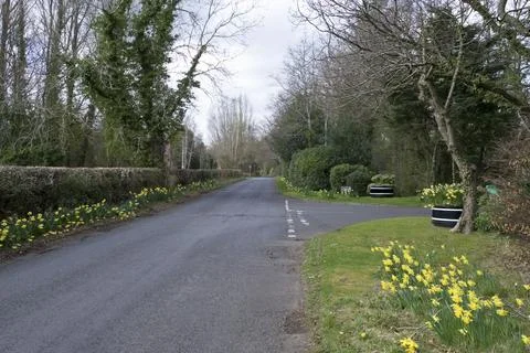 Spring daffodils line a quiet, tree-lined gravel path Stock Photos