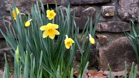 Spring Daffodils moving gently in a breeze, 4K Video stock 146348174