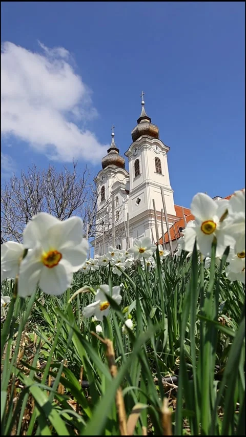 Spring daffodils moving in slow motion in Tihany near Lake Balaton in Hungary Stock Footage 342147230