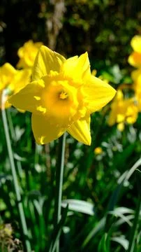 Spring Daffodils (Narcissus) in the England, UK on a grass with green background Stock Photos