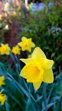 Spring Daffodils (Narcissus) in the England, UK on a grass with green background Stock Photos