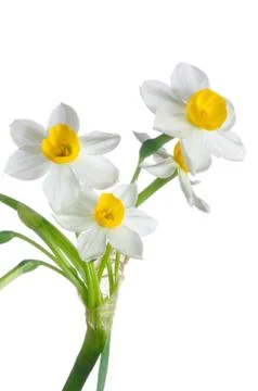 Spring daffodils Foto stock