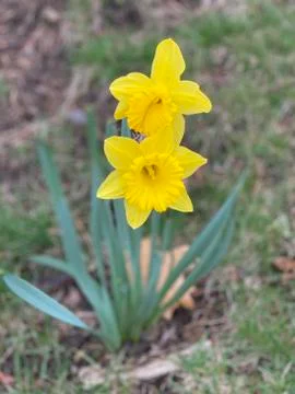 Spring Daffodils Stock Photos