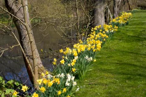 Spring daffodils Stock Photos