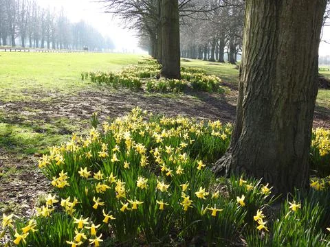 Spring daffodils Stock Photos