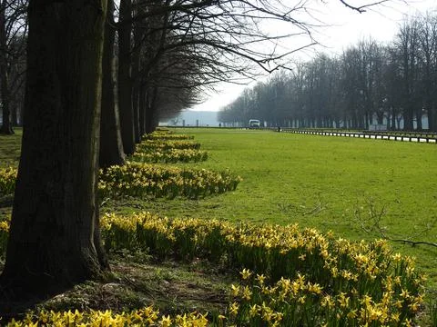 Spring daffodils Stock Photos