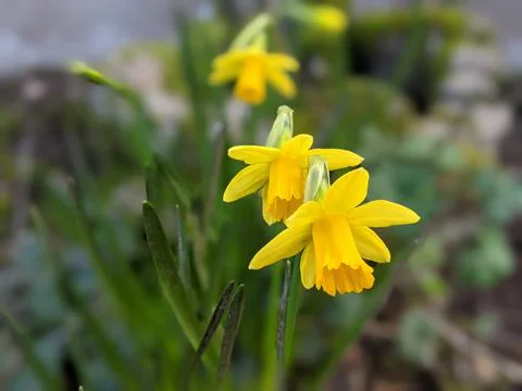 Spring Daffodils 库存照片
