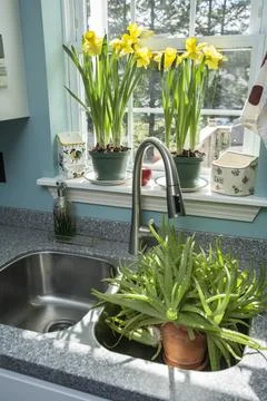 Spring Daffodils Stock Photos