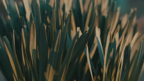 Spring Daffodils Plants At Sunset Stock Footage 234725398