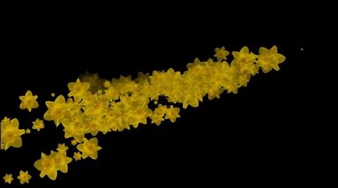 Spring daffodils revealing text Stock Footage 1002453