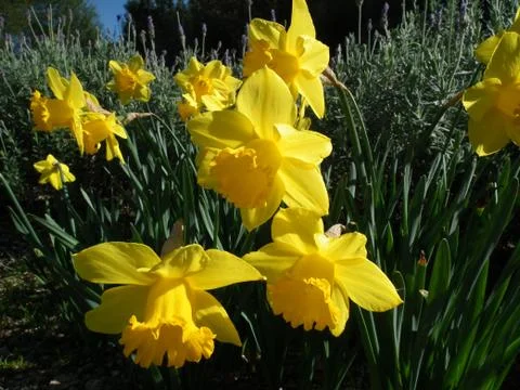 Spring dafodils Stock Photos