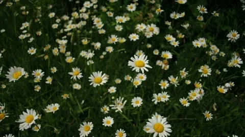Spring Daisies 002978 Stock Footage 8680461