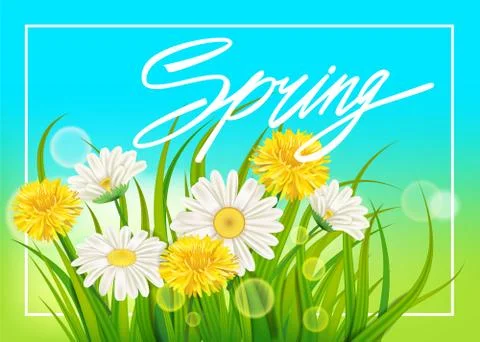 Spring daisies and dandelions background fresh green grass, pleasant juicy Stock Illustration