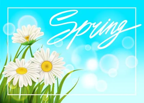 Spring daisies background fresh green grass, pleasant juicy spring colors Stock Illustration
