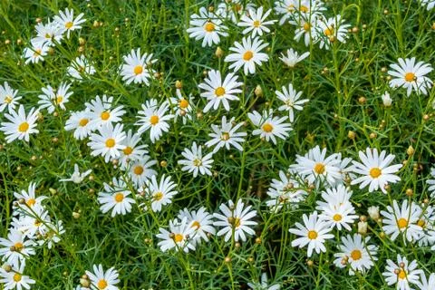 Spring daisies close up background Stock Photos
