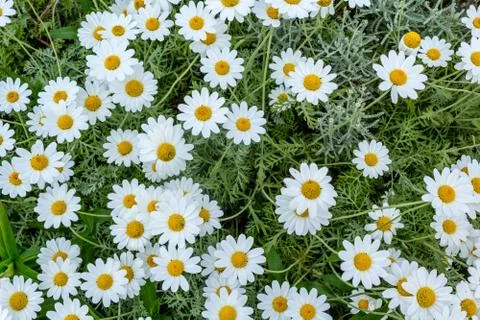 Spring daisies close up background Stock Photos