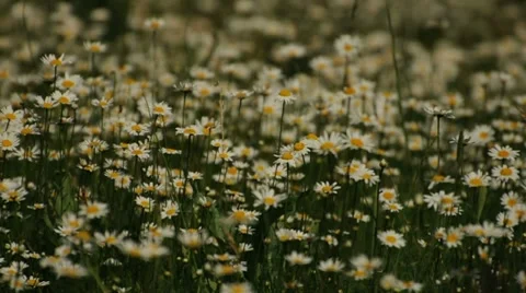 Spring Daisies in a Field 003007 Stock Footage 8680452