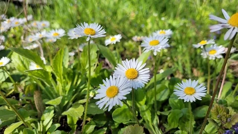 Spring daisies in the grass close up Video stock 306391225