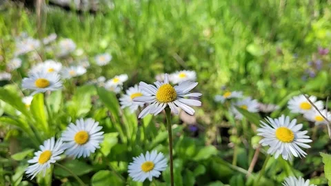 Spring daisies in the grass close up Stock Footage 306391226
