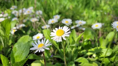 Spring daisies in the grass close up Stock Footage 306391275