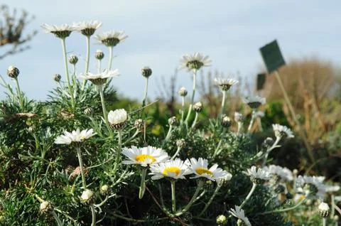 Spring daisies Stock Photos