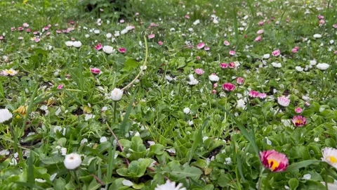 Spring daisies pink, white on a dense carpet of green leaves. Stock Footage 241387300