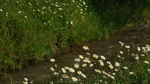 Spring Daisies by Stream 002999B Stock Footage 8687965
