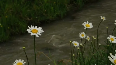 Spring Daisies by Stream 003435 Stock Footage 8687963