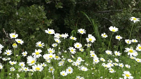Spring Daisies in the wind Stock Footage 35032088