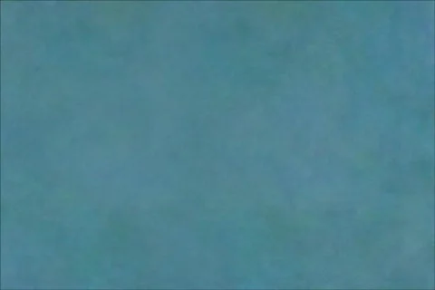 Spring Daisy Blooms 動画素材 362123